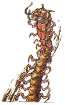 gegner_046_zl.jpg
